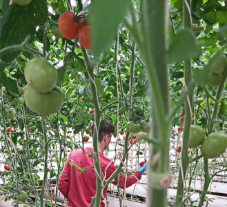 Чукотская овощная фабрика «Росинка» бьёт рекорды по сбору урожая