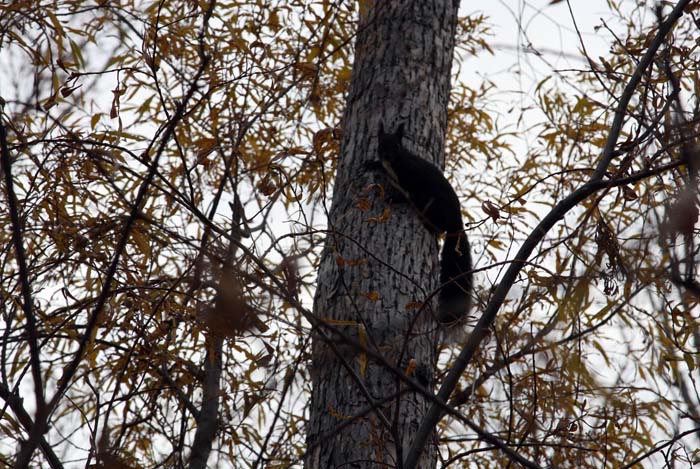 Памятник природы "Телекайская роща"