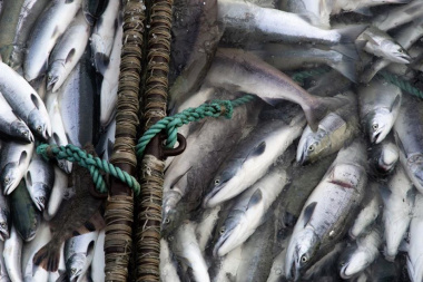 Предприятия Чукотки добыли более 140 тонн лосося в путину-2020