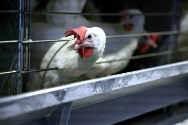  На Чукотке за пять лет удвоилось производство яиц