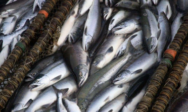 На Чукотке завершается кампания по подаче отчетов за добычу (вылов) водных биоресурсов
