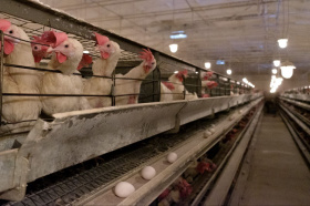 Птицефабрика «Северная» расширила производство куриного яйца на Чукотке