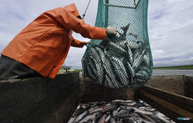 3,4 тысячи тонн лосося добыли на Чукотке в путину-2022