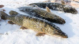 На Чукотке увеличены квоты на традиционный вылов белорыбицы в 2026 году