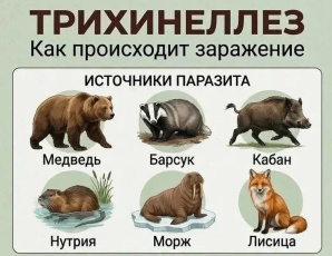 Внимание: сезон добычи морского зверя! Будьте осторожны!