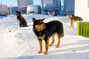 После многочисленных обращений жителей на Чукотке принят закон об обращении с животными без владельцев