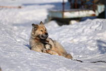 Итоги работы с безнадзорными животными на Чукотке: как изменилась ситуация за 4 года