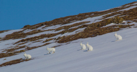 На Чукотке проведен мониторинг законодательства за первую половину марта 2026 года 