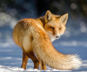 На Чукотке зафиксировано сезонное заболевание диких животных