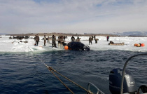 Морзверобои Чукотки добыли более двух тысяч морских млекопитающих
