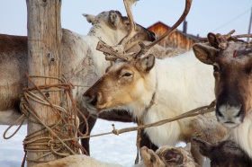 Чукотка – в числе лидеров по развитию племенного оленеводства в России