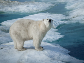 Международная конференция «Вселенная белого медведя» пройдёт 19-21 марта в Москве и Анадыре 
