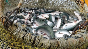 В Мейныпильгынской ОРС приостанавливают промышленный  рыболовный промысел
