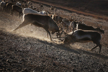 Более 190 тонн оленины планируют заготовить на Чукотке