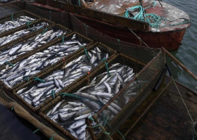 На Чукотке добыли более 1,3 тысячи тонн лосося