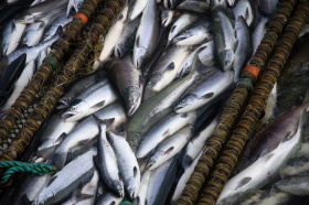  Более 98 тонн рыбы доставили для жителей населенных пунктов Чукотки