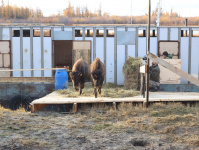 Резидент АЗРФ создал научно-экспериментальное животноводческое хозяйство: в заполярную Якутию завезли бизонов, коз и верблюдов
