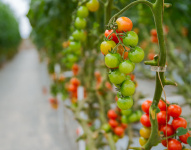 Импортозамещение. Более 2 тыс. тонн тепличных овощей в год будет выращивать новый резидент ТОР «Хабаровск»