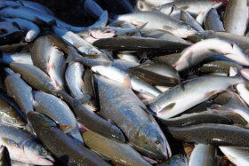 На Чукотке сформировали шесть участков для любительской рыбалки