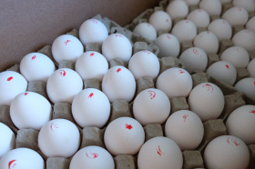 Собственное производство куриного яйца наладят в селе Ваеги