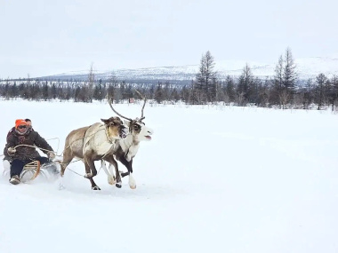 На Чукотке определили сильнейших каюров "Ръилет"