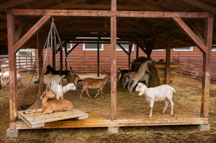 КРДВ рассказала студентам «Аграрной школы» о мерах государственной поддержки проектов на селе