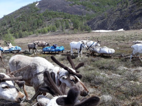 В оленеводческих хозяйствах Чукотки проходит летовочная кампания