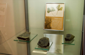 Новый для науки вид древнего растения представят на выставке в Анадыре